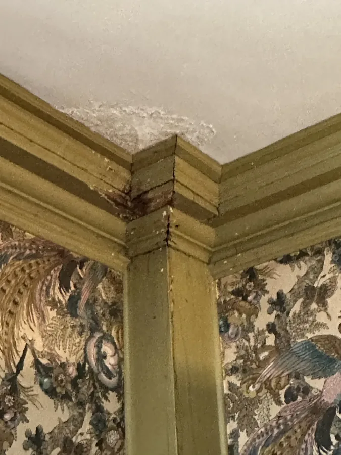 Water staining at a ceiling corner above ornate crown molding and floral wallpaper